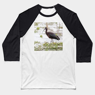 Hadada Ibis Baseball T-Shirt